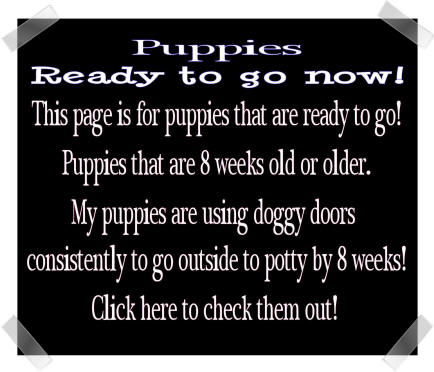 Ready for your puppy right now?  